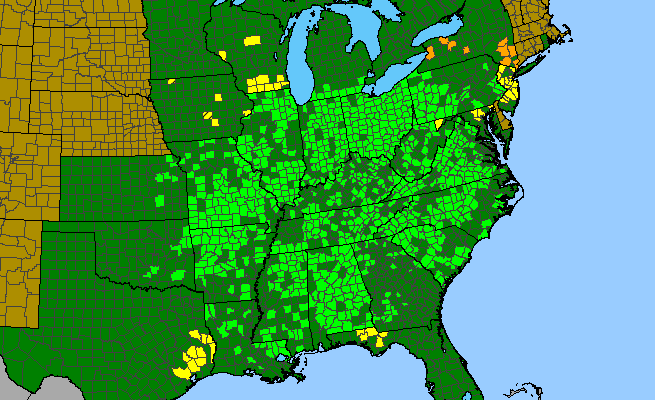 The range of Thaspium trifoliatum var. aureum